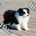 边境牧羊犬好养吗,聪明忠诚，养护指南全解析
